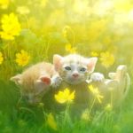 99px.ru аватар Котята в цветах, фотограф Duong Quoc Dinh