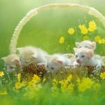 99px.ru аватар Котята в корзине, которая стоит в цветах, фотограф Duong Quoc Dinh