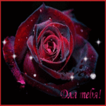 99px.ru аватар Бордовая роза, на черном фоне (Для тебя!)