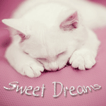 Аватар Спящий белый котенок (Sweet Dreams / Сладкие сны)