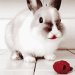 99px.ru аватар Трехцветный кролик стоит на полу и ест малину