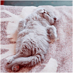 99px.ru аватар Серый котенок британской породы спит на спине