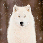 99px.ru аватар Белый волк под снегопадом