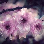 Аватар Три нежно-розовых махровых цветка на ветке