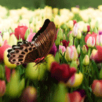 99px.ru аватар Бабочка летит мимо разноцветных тюльпанов
