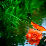 Аватар В ручье лежит цветок, на нем сидит красная бабочка, рядом растет зеленая трава, идет дождь