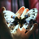 99px.ru аватар Девушка держит в руках безделушку-бабочку