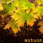 99px.ru аватар Кленовые листья за мокрым стеклом (autumn / осень)
