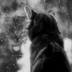 Аватар Кот смотрит в окно, за которым идет дождь