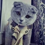 Аватар Милый вислоухий кот в одежде