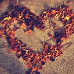 99px.ru аватар Сердечко из осенних листьев на песке
