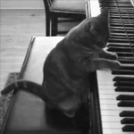 99px.ru аватар Кошка играет на пианино