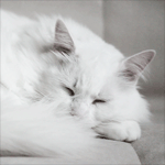 99px.ru аватар Белая кошка шевелит ушами во сне