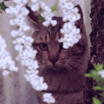 99px.ru аватар Кошка возле цветущего дерева
