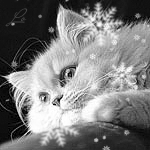 99px.ru аватар Пушистый кот лежит и смотрит на снежинки