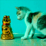 Аватар Котенок следит за игрушкой