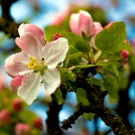 99px.ru аватар Яблоневый цвет весной