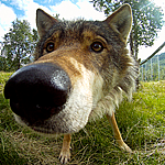 99px.ru аватар Волк смотрит в камеру с объективом Фишай