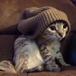 99px.ru аватар Котенок в шапке
