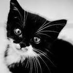 99px.ru аватар Черный маленький котенок
