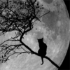 99px.ru аватар Черный кот сидит на дереве на фоне луны
