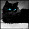99px.ru аватар Черный пушистый кот с голубыми глазами