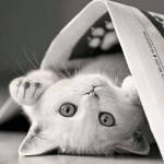 99px.ru аватар Белый котенок лежит под газетой