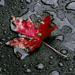 99px.ru аватар Красный осенний лист на фоне каплей дождя