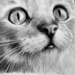 99px.ru аватар Нарисованный карандашом котенок