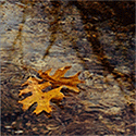 99px.ru аватар Пожелтевшие дубовые листья в луже под дождем