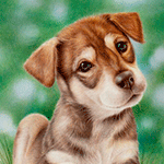 99px.ru аватар Милый щенок на фоне природы
