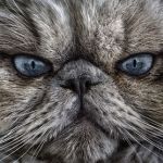 Аватар Морда голубоглазого кота, ву Marco Kunz