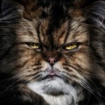Аватар Морда кота с прищуренными глазами, ву Marco Kunz