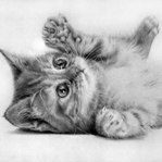 Аватар Котенок лежит на спине