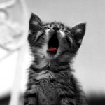Аватар Серый котенок широко зевает
