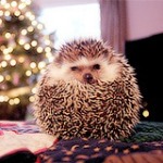 Аватар Маленький ежик сидит на столе