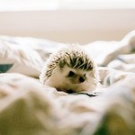 Аватар Маленький ежик сидит на постели