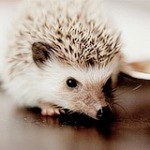 Аватар Маленький ежик сидит на полу