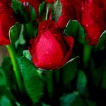 Аватар Красные розы с зелеными листьями