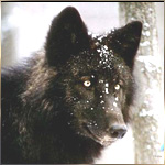 99px.ru аватар Черный волк, вся морда запорошена снегом