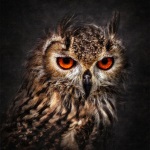 99px.ru аватар Сова, фотограф Ian David Soar