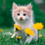 99px.ru аватар Милый бело-рыжий котенок сидит в траве с одуванчиками