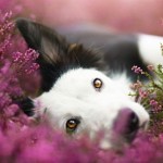 99px.ru аватар Собака лежит в цветах, ву Alicja Zmyslowska