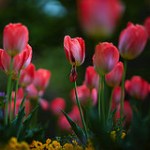 99px.ru аватар Розовые весенние тюльпаны
