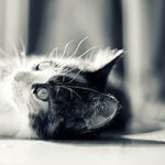 99px.ru аватар Котенок лежит на полу