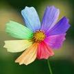 99px.ru аватар Цветок с восемью лепестками разного цвета