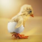 99px.ru аватар Цыпленок в скорлупе, ву John Wilhelm