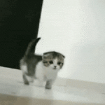 Аватар Быстро бегающий котенок