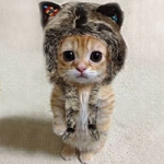 Аватар Хорошенький котенок в шапочке