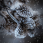 99px.ru аватар Снег падает на еловые шишки